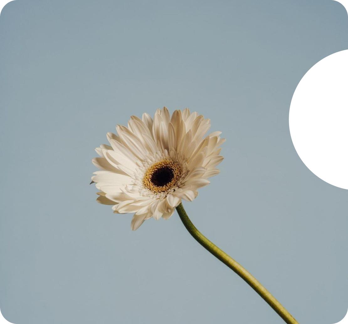 Flor ilustrada — Ophelia