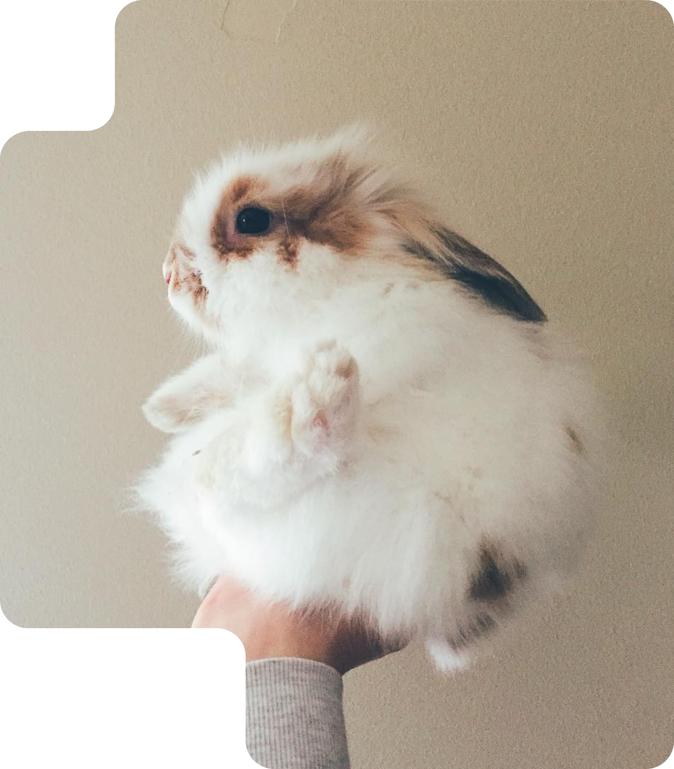 Ophelia — diseno que trasciende